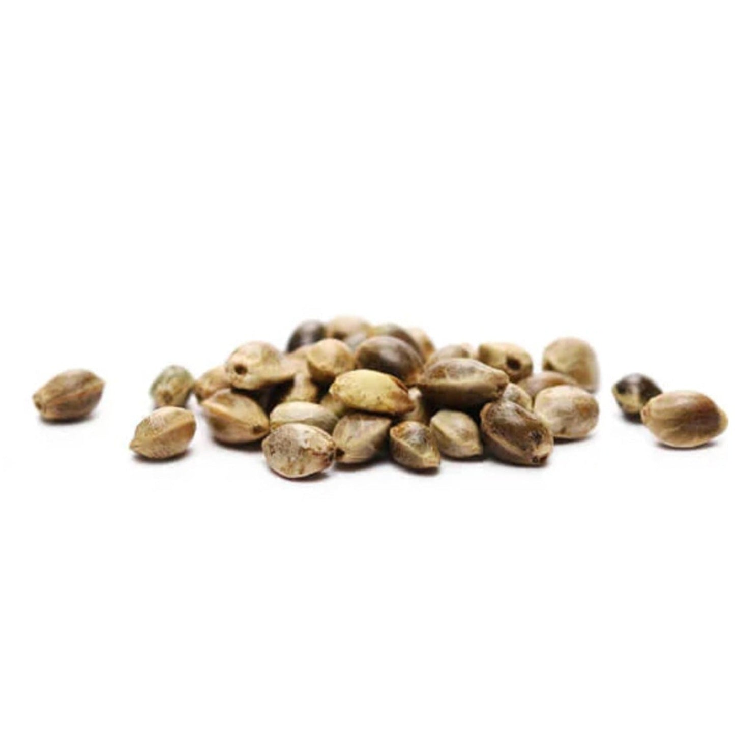 G13 Nebula Feminized Seeds