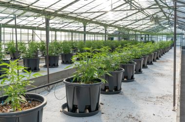 High CBD plants in a greenhouse