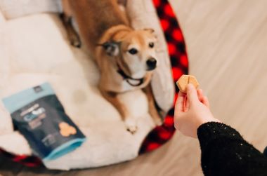 Dog waiting for CBD dog treat