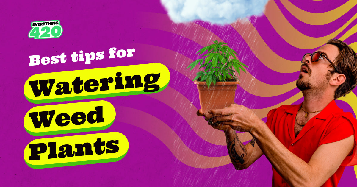 Tips for Watering Plants - Everything 420