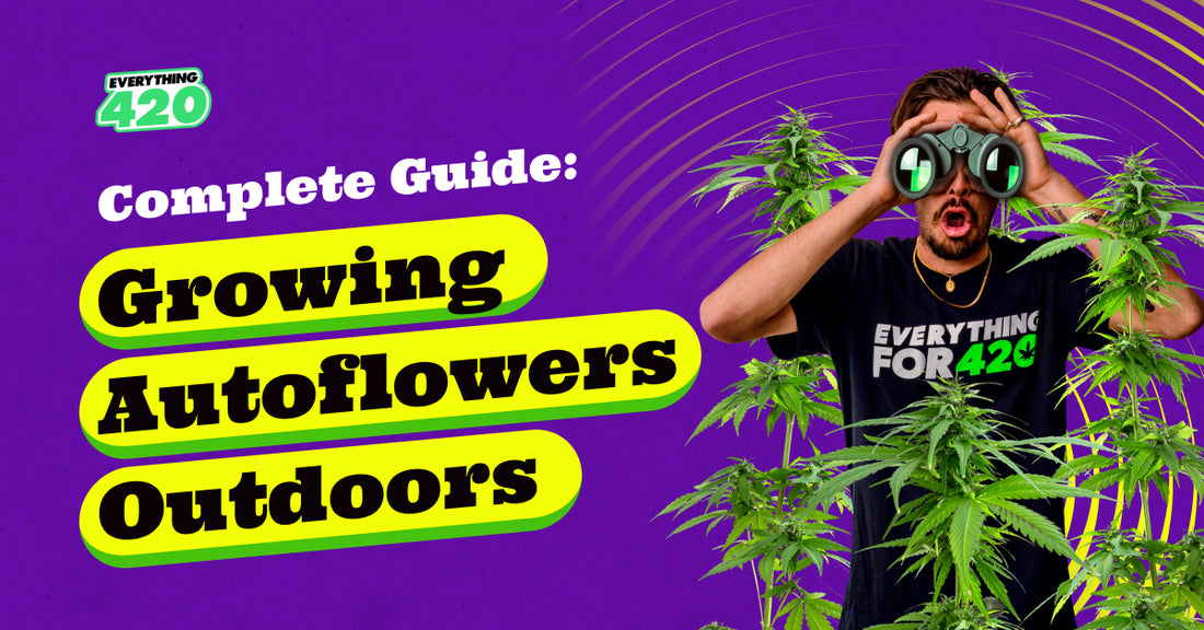 Complete Guide: Growing Autoflowers Outdoors