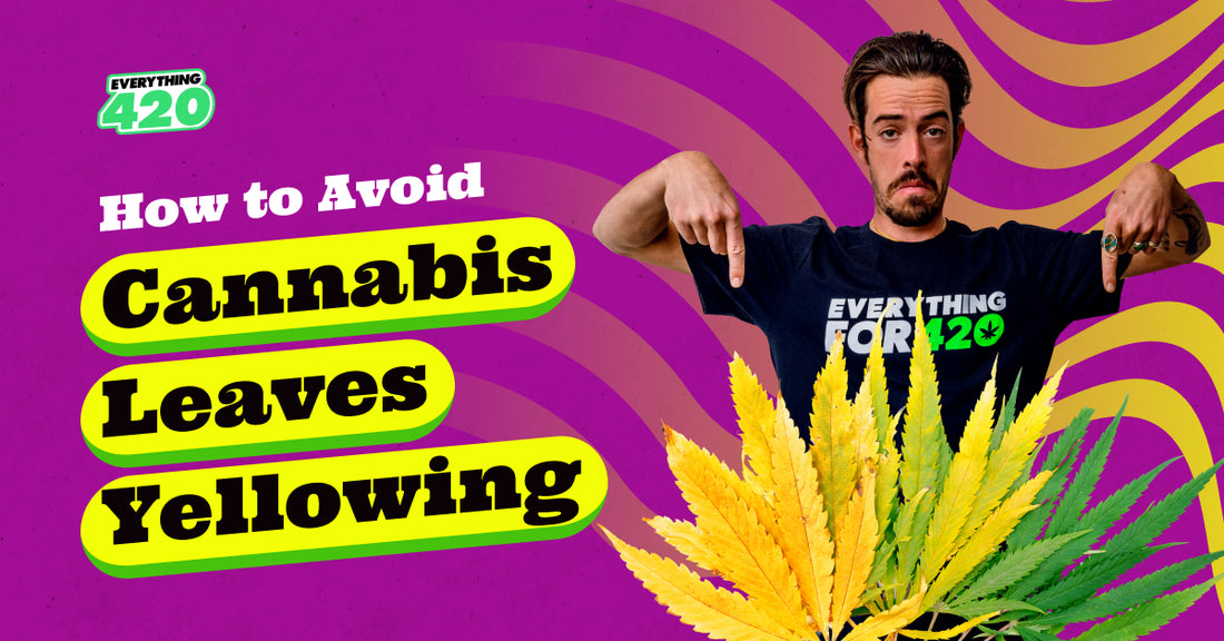 How to Avoid Cannabis Leaves Yellowing