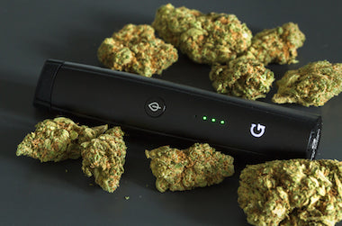 Dry herb surrounding the Grenco Science G Pen Pro Vape