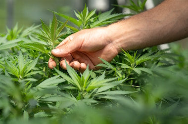 Man checking marijuana plants