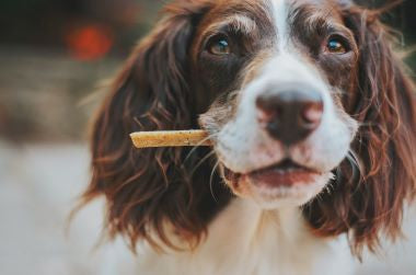 Dog eating CBD dog treat