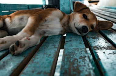 dog on porch