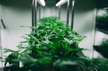 Cannabis indoor grow setup