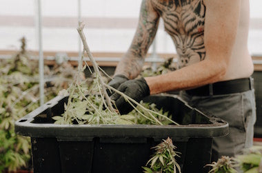 growing cannabis 