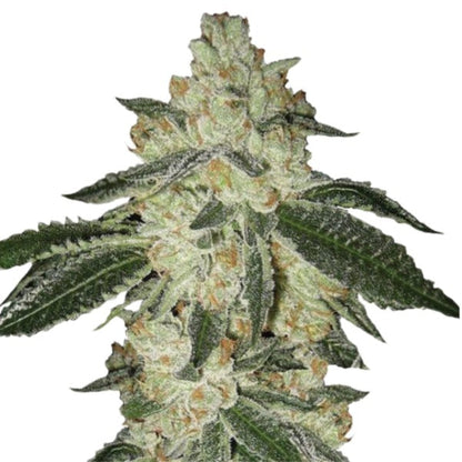 Aurora Indica Autoflower Seeds