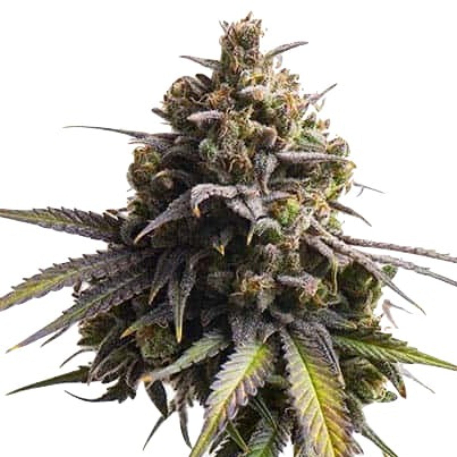 Banana Mochi Feminized Seeds