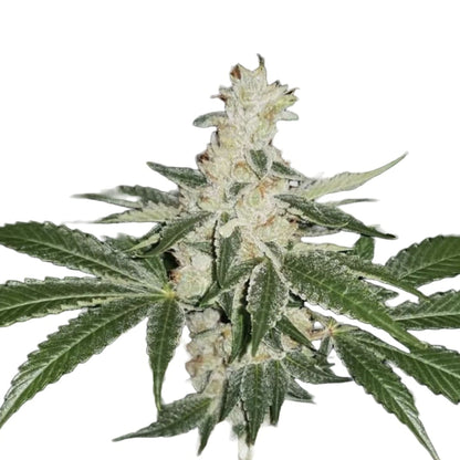 Banana Split Feminized Seeds