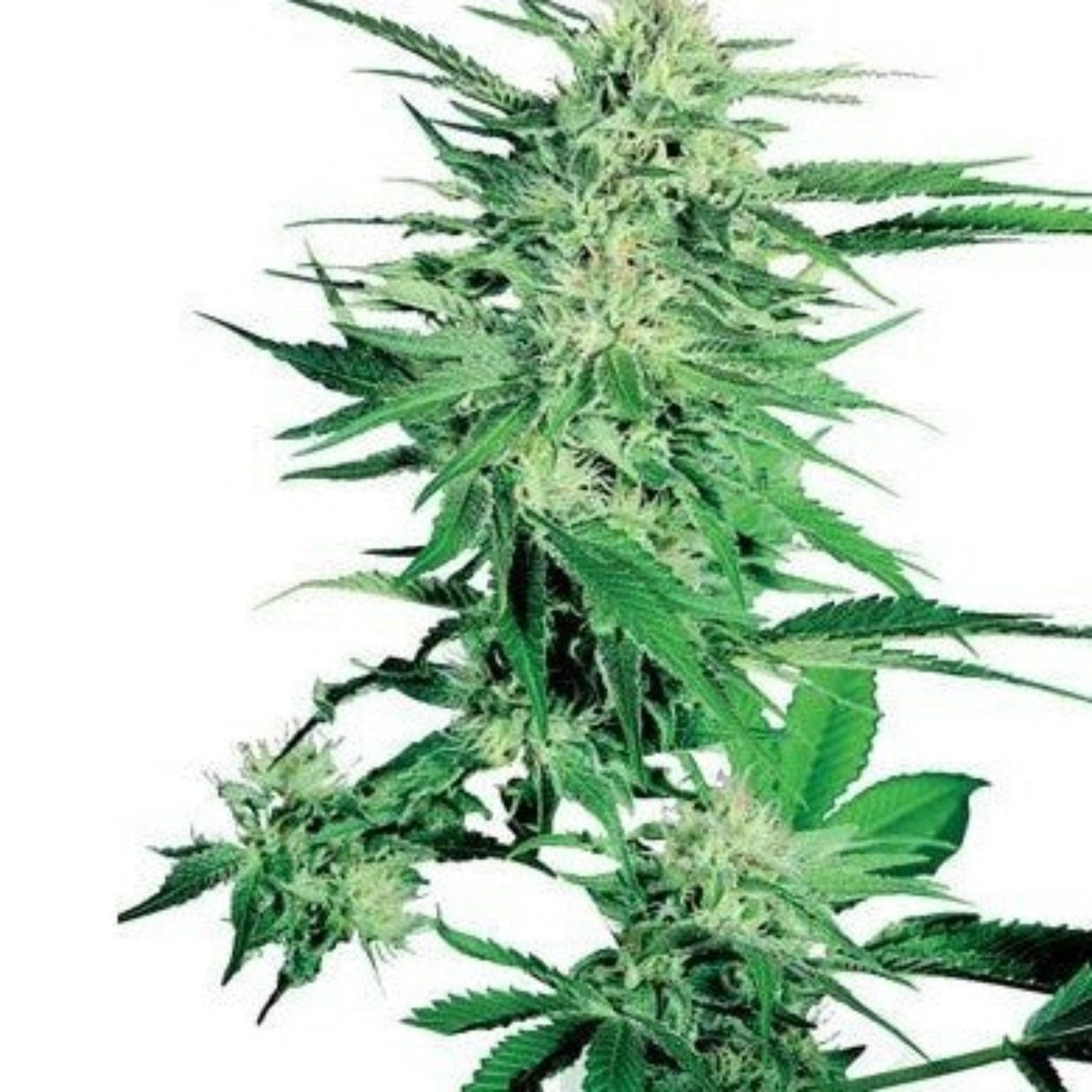 Big Bud Autoflower Seeds