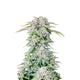 Blue Afghan Kush Feminzed Seeds