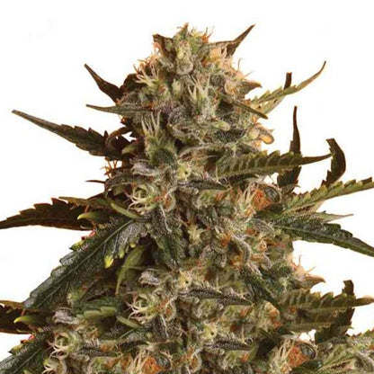 Blueberry Gorilla Feminized Seeds