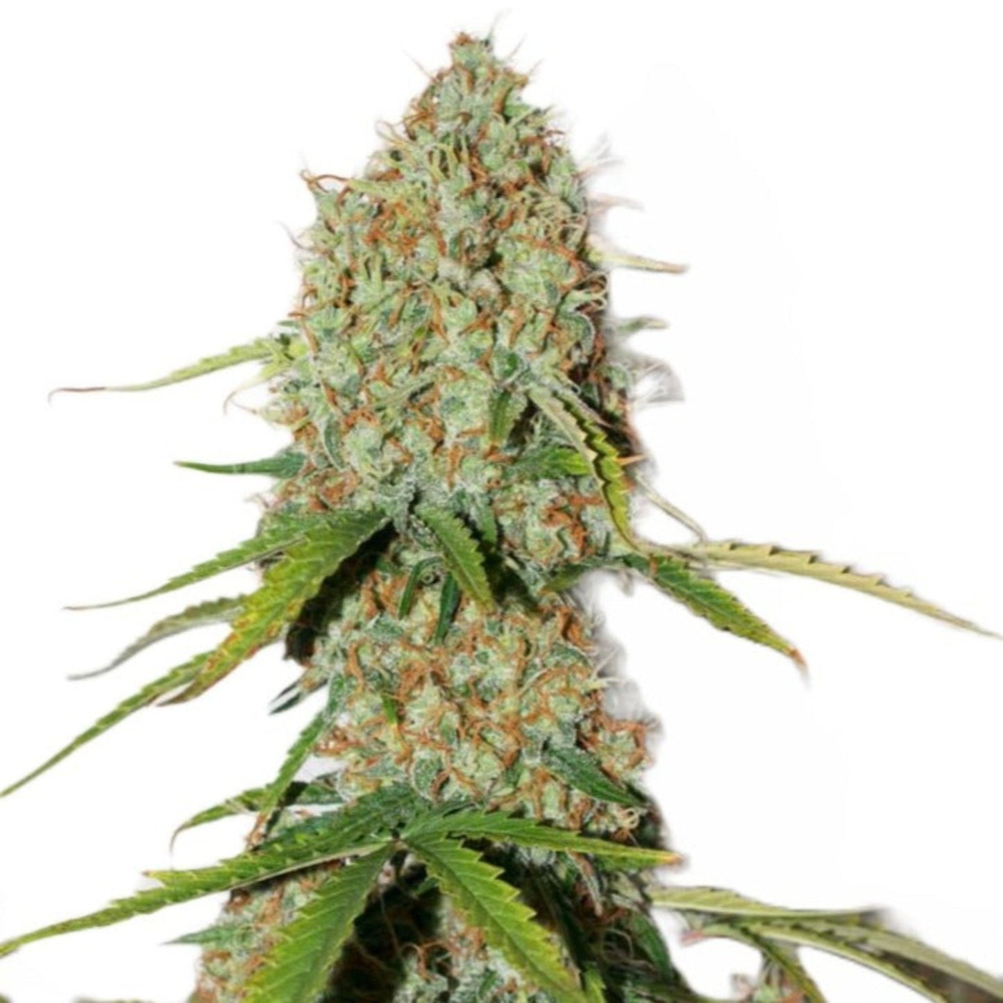 Florida Sunrise Feminized Seeds