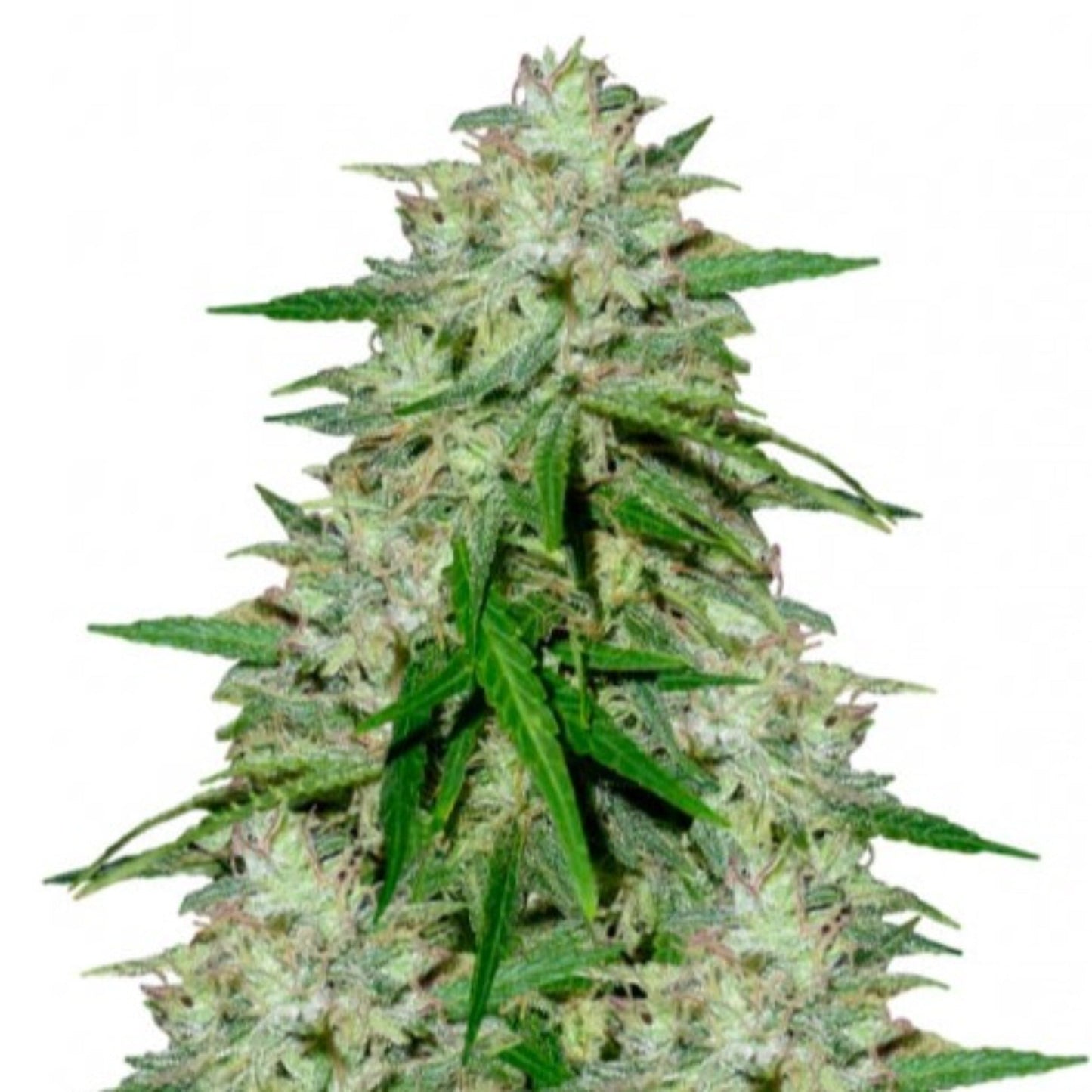 G-Force Feminized Seeds