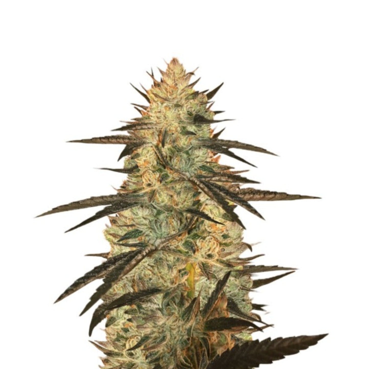 Ghost OG Feminized Seeds