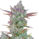 Gorilla Cookie Feminized Seeds