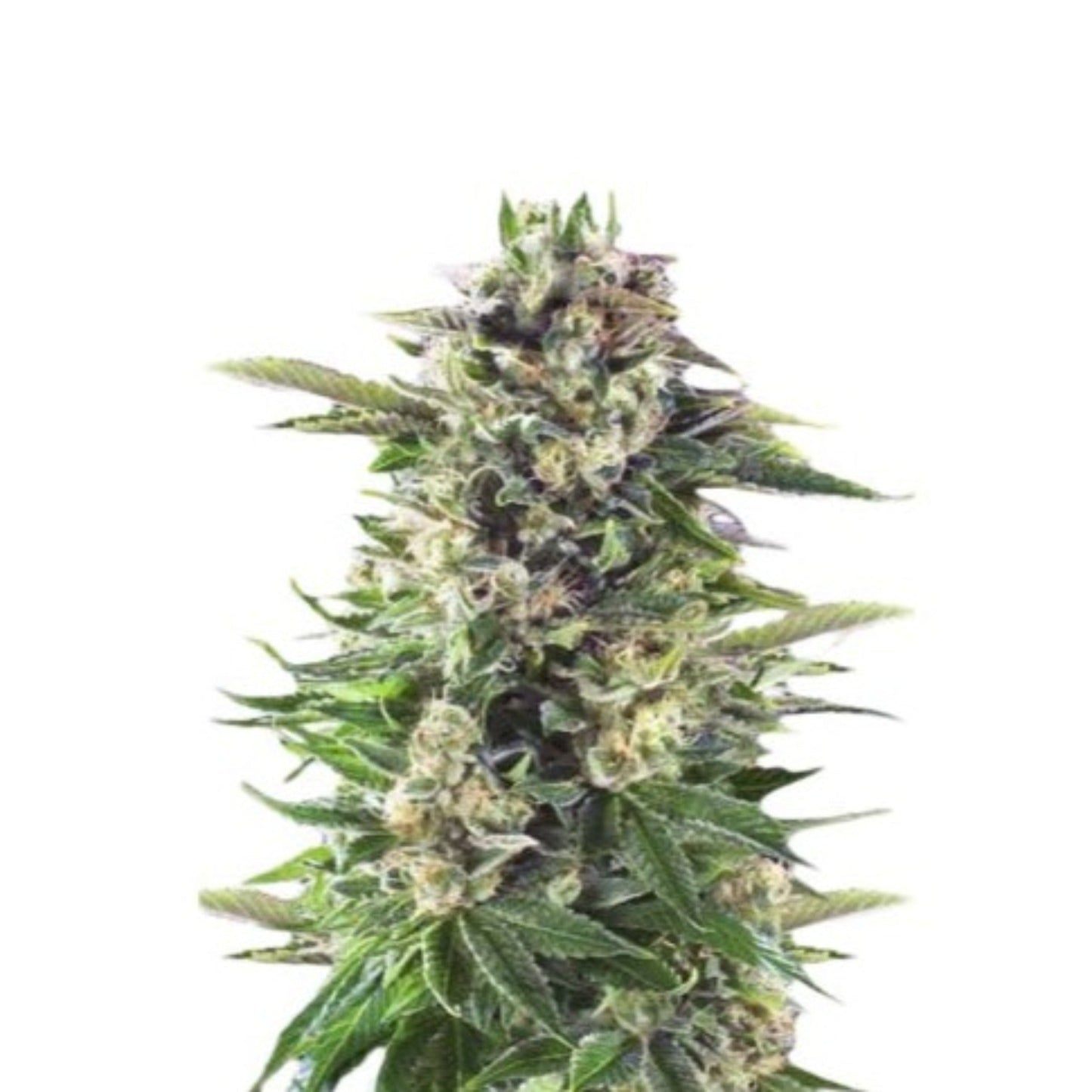 Head Band Autoflower Seeds