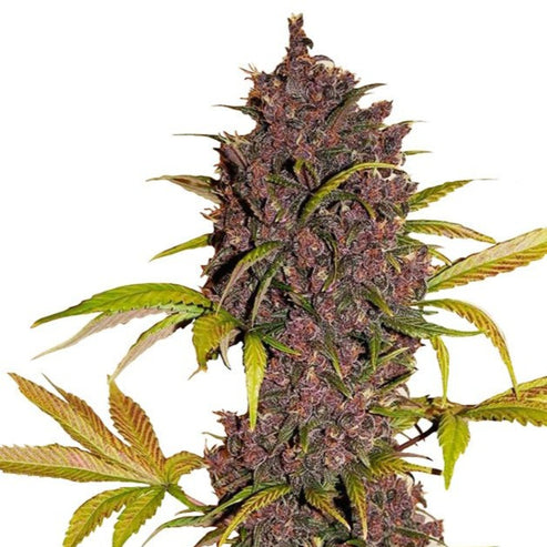 LSD Feminized Seeds - Everything 420