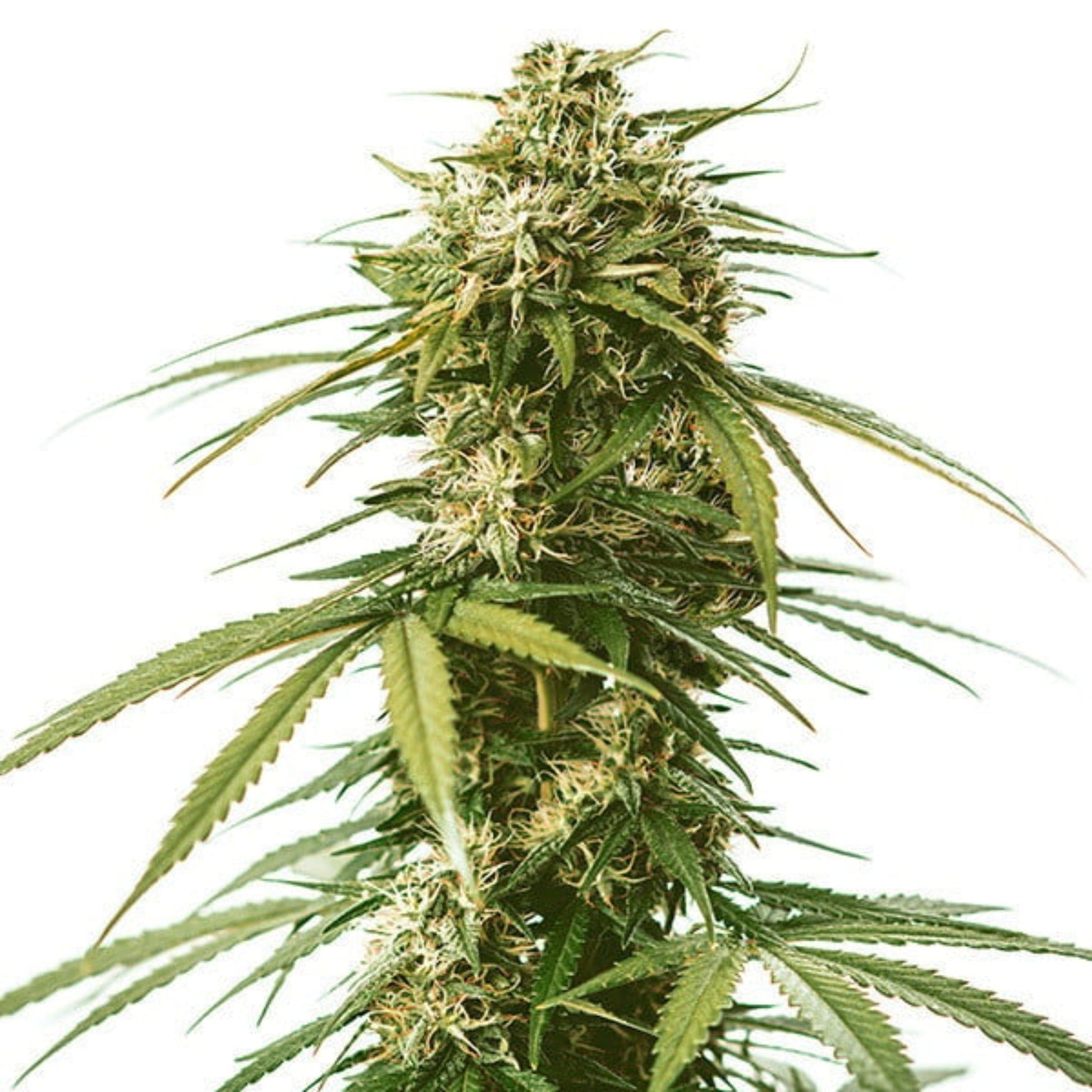 LSG Feminized Seeds