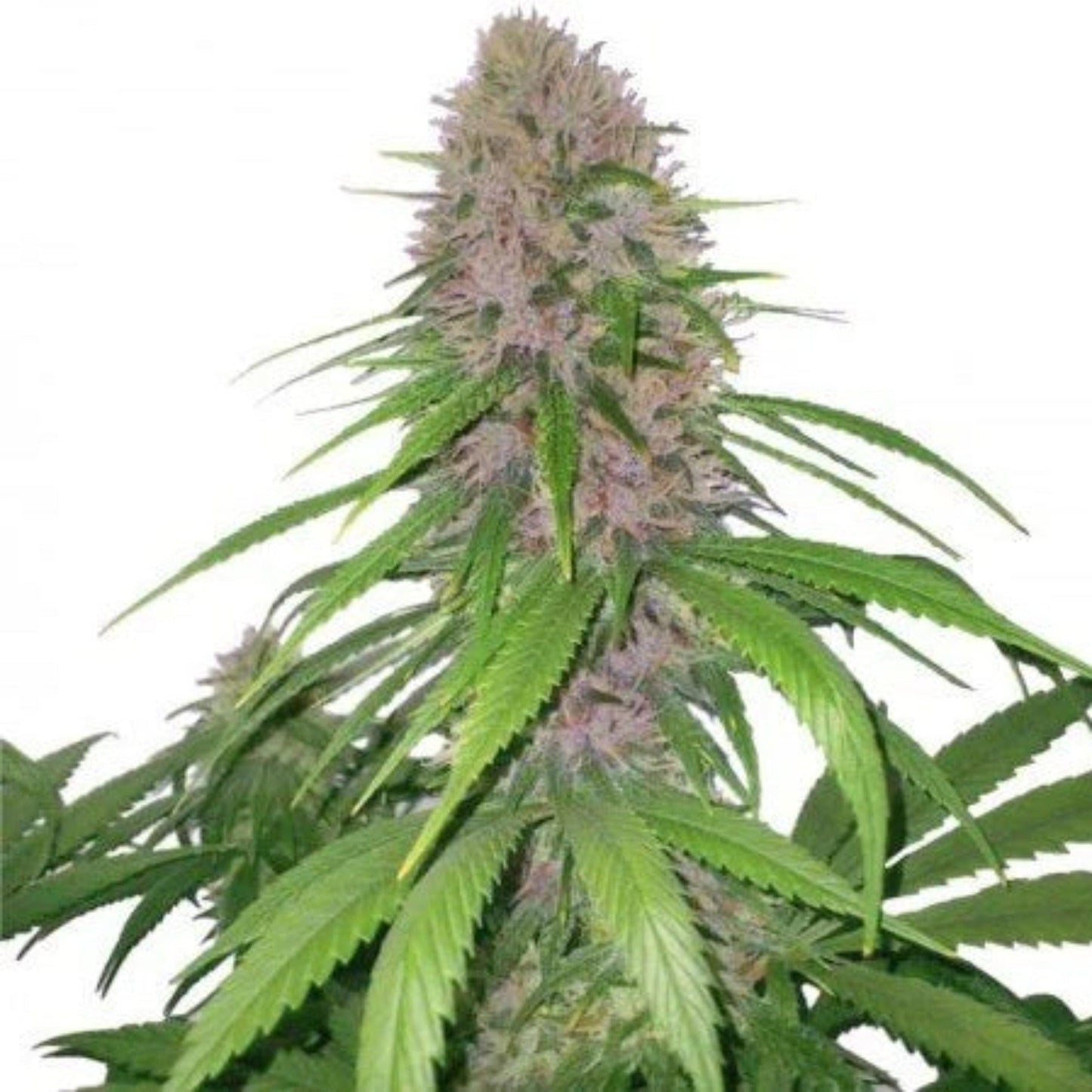 Magnum Autoflower Seeds