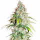 Master OG FeminIzed Seeds