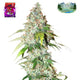 Nasha Genetics Apple Runtz Feminized Seeds