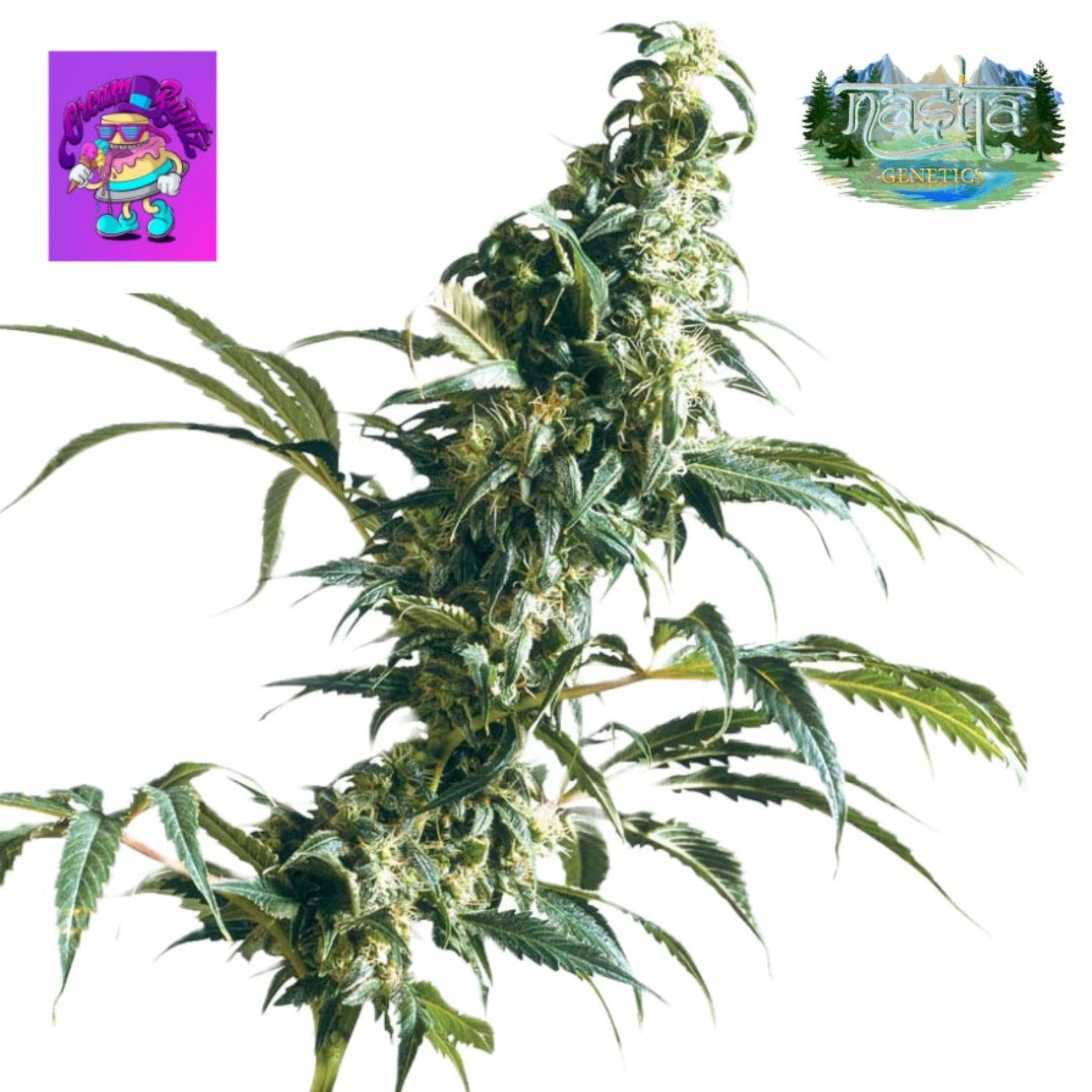 Nasha Genetics Cream Runtz Feminized Seeds