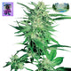 Nasha Genetics Oreoz Runtz Feminized Seeds