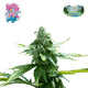 Nasha Genetics Pink Lady Feminized Seeds