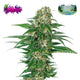 Nasha Genetics Zealousy Feminized Seeds