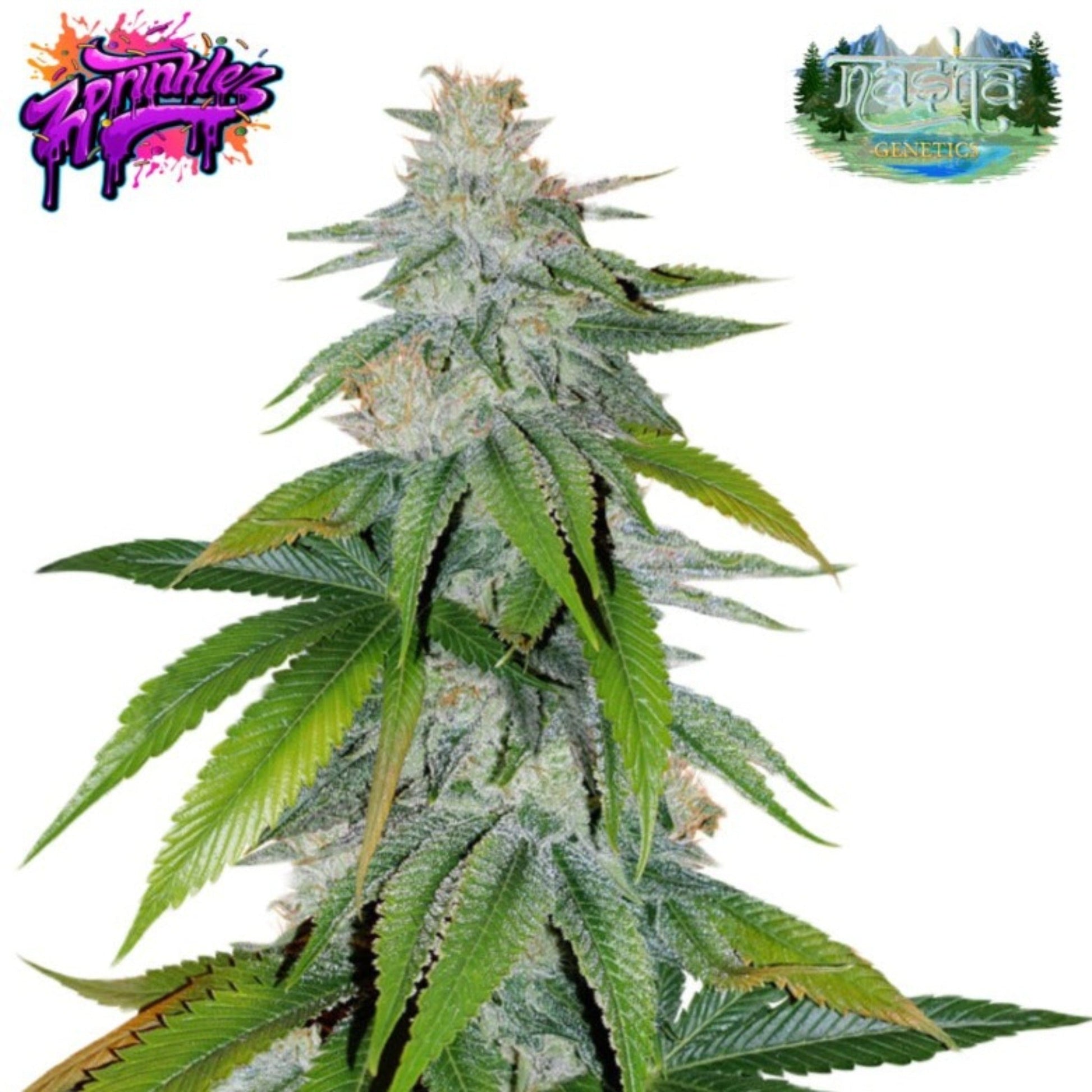 Nasha Genetics Zprinklez Feminized Seeds