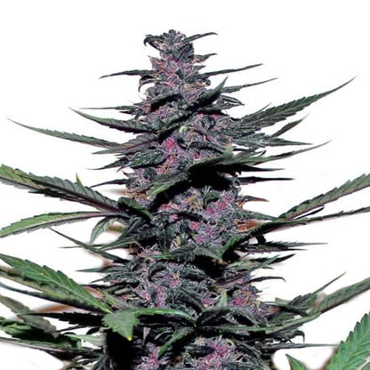 Sirius Black Feminized Seeds