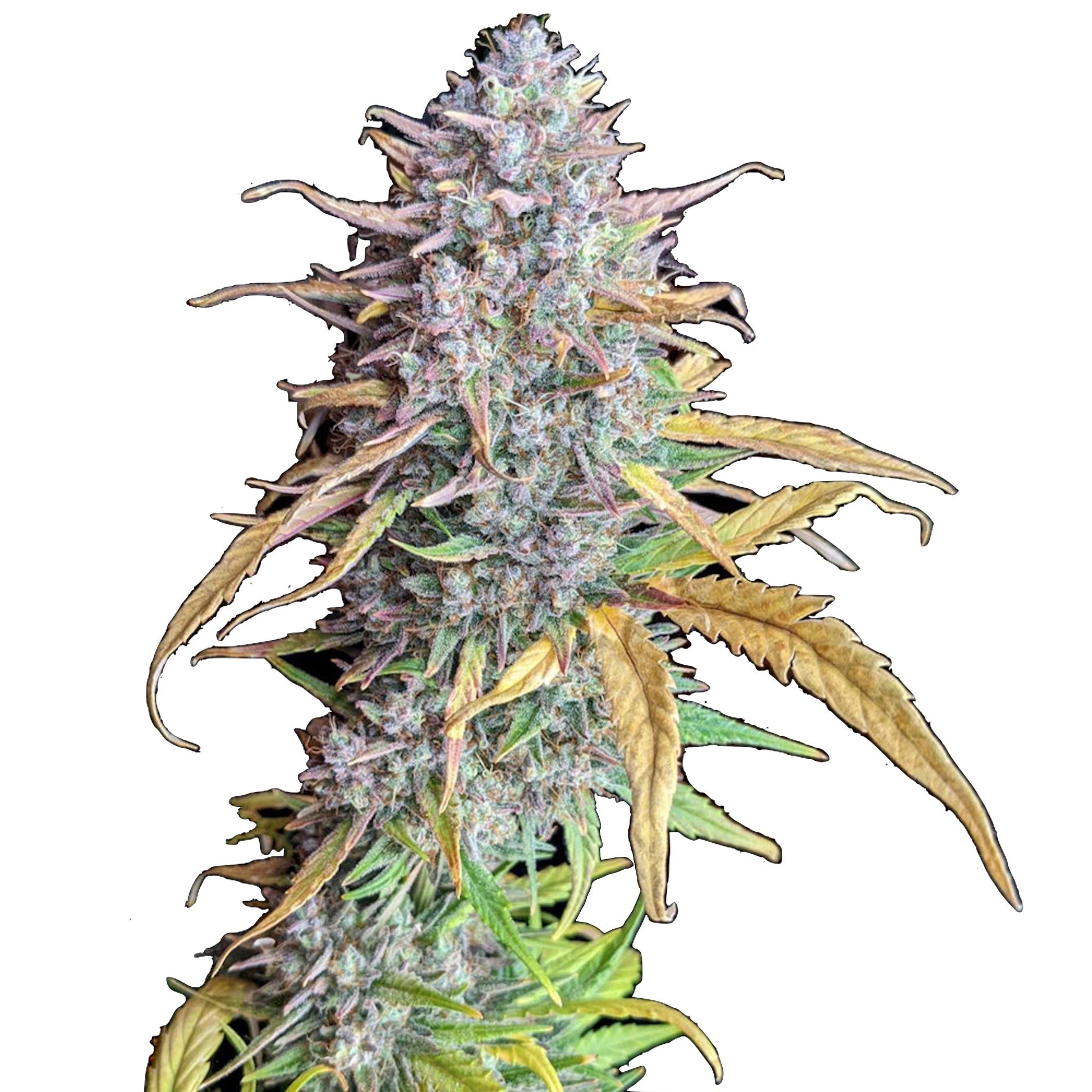 Strawberry Banana Feminized Seeds