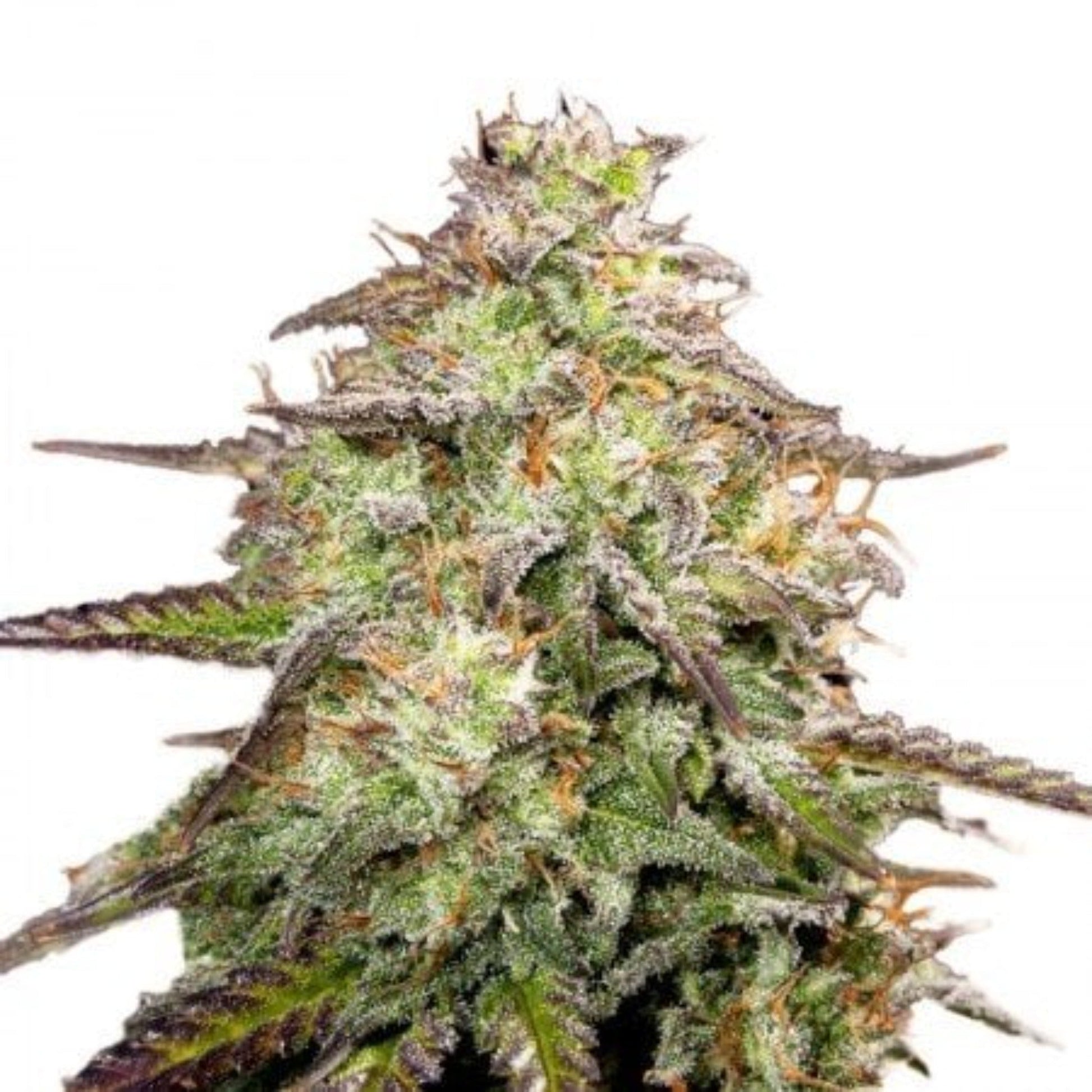 Yumbolt Banana Feminized Seeds