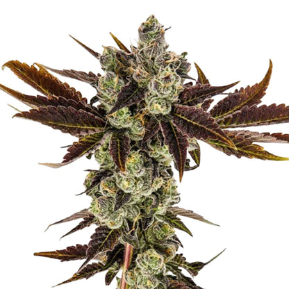 Banana Sherbet Feminized Seeds