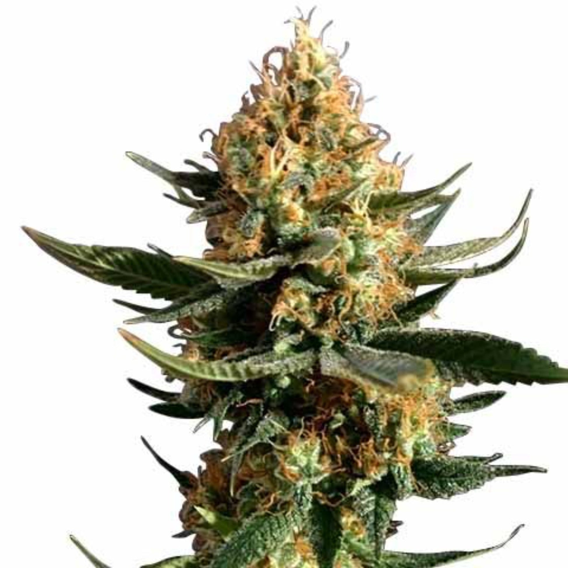 Chemdog Diesel Autoflower Seeds