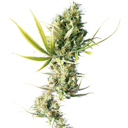 Durban Poison Autoflower Seeds