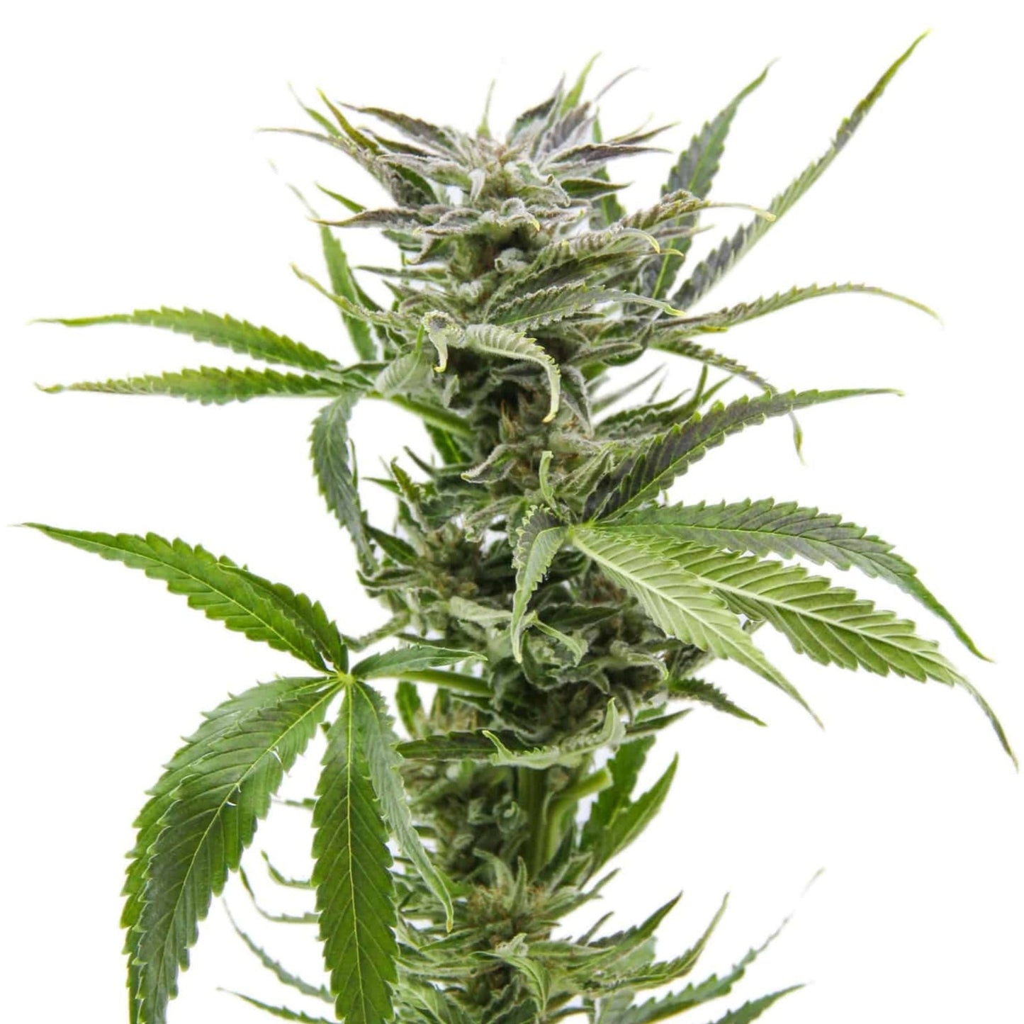 Feminized Blue Dream Seeds - 5PK