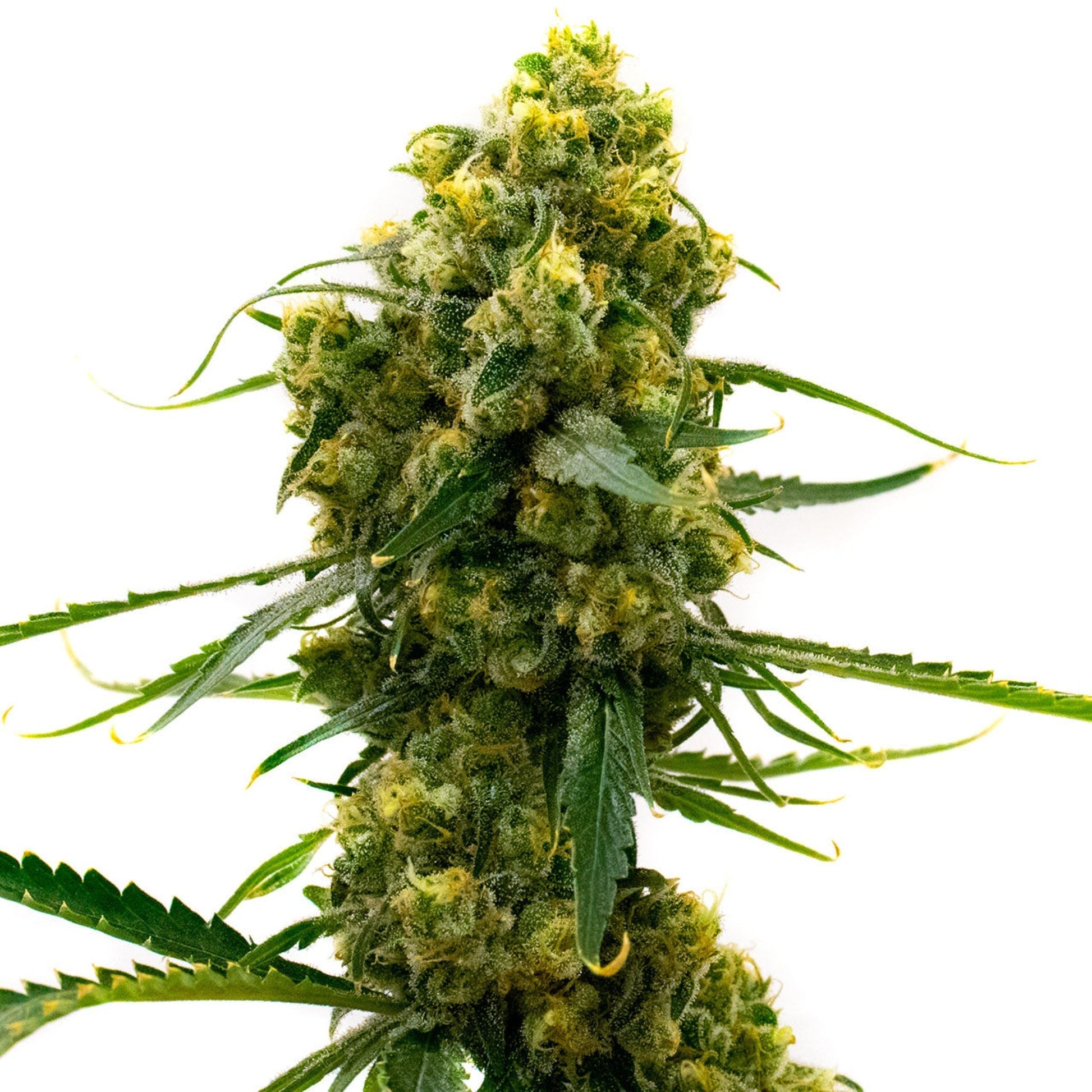 Feminized Bruce Banner 2.0 Seeds