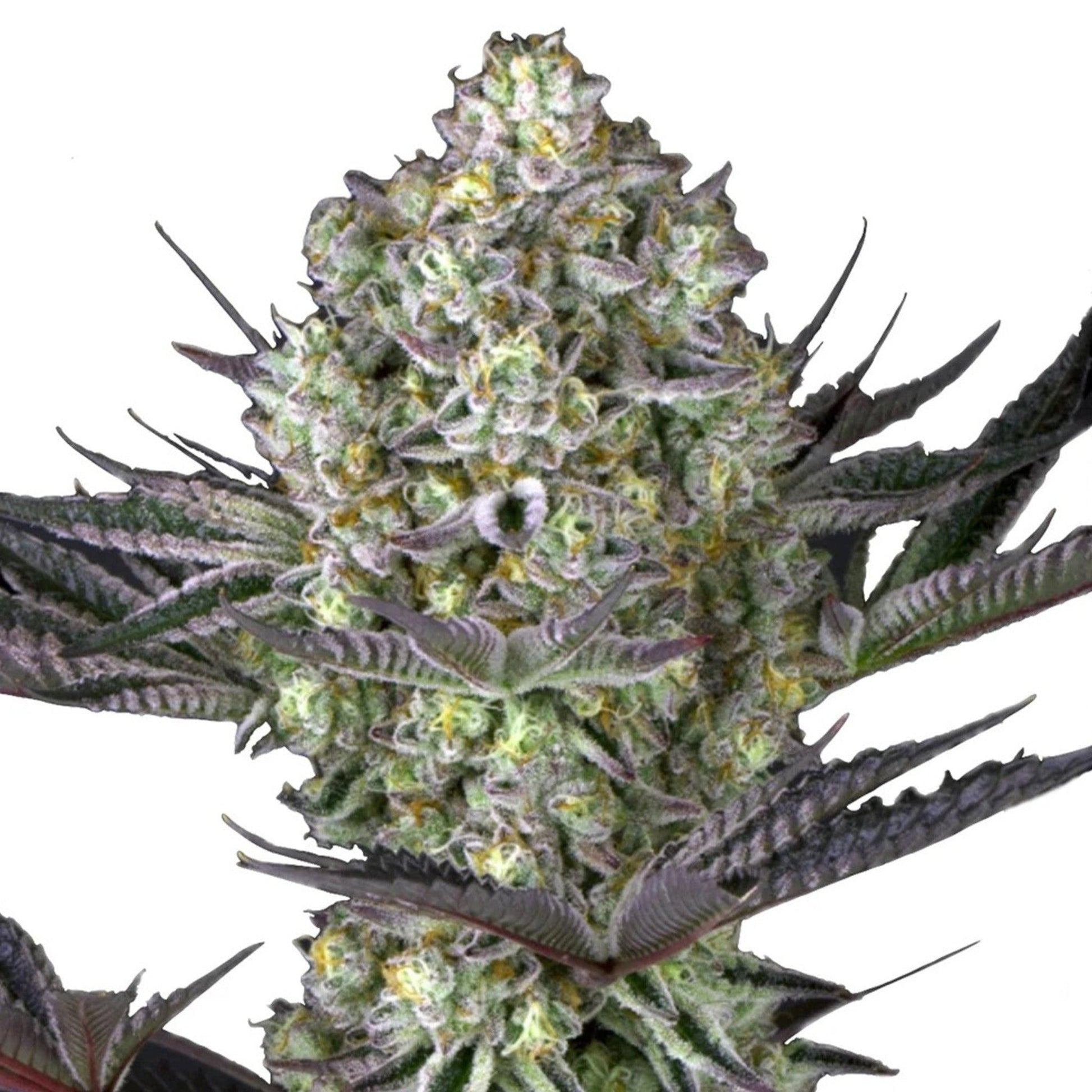 Feminized Do Si Dos Seeds