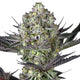 Feminized Do Si Dos Seeds