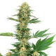 Feminized Gelato Seeds - 5PK