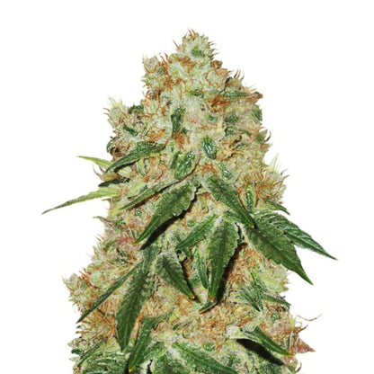 Feminized Grandaddy Banner Seeds