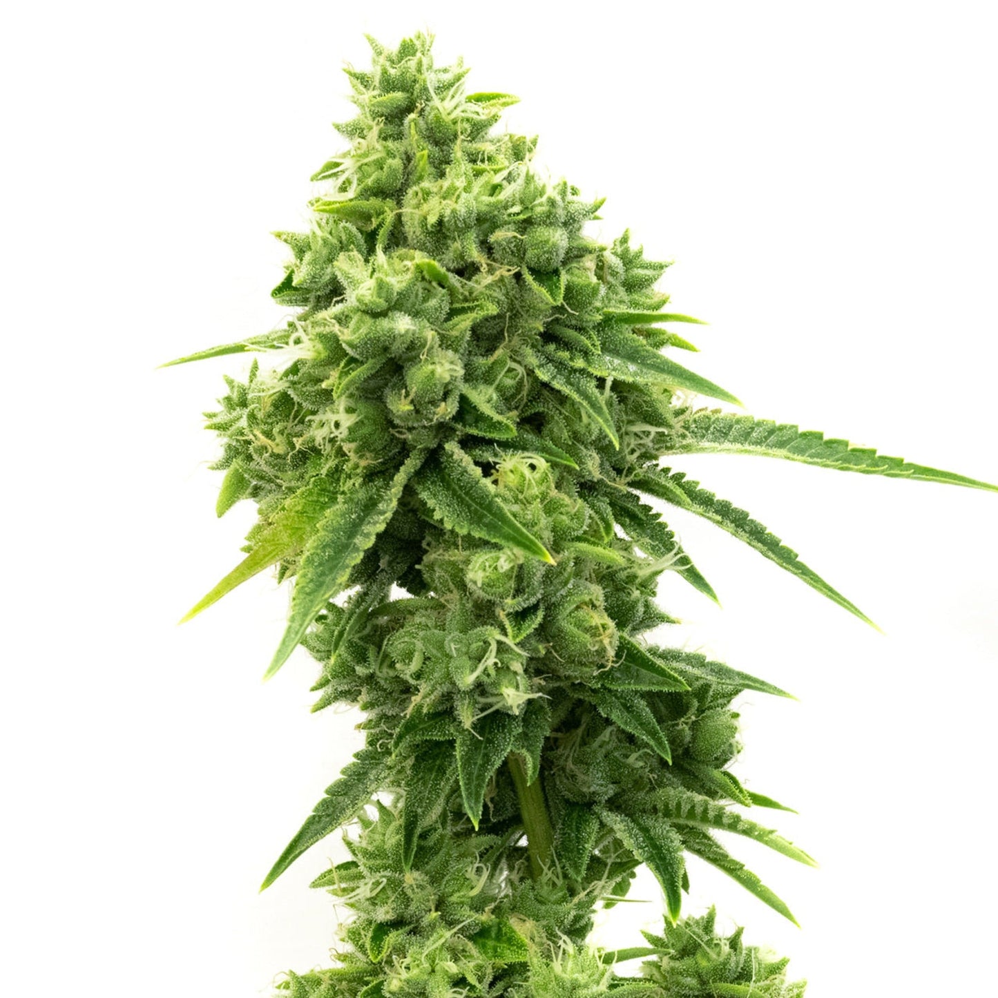 Feminized Super OG Kush Seeds - 5PK