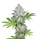 Feminized White Widow Seeds - 5PK