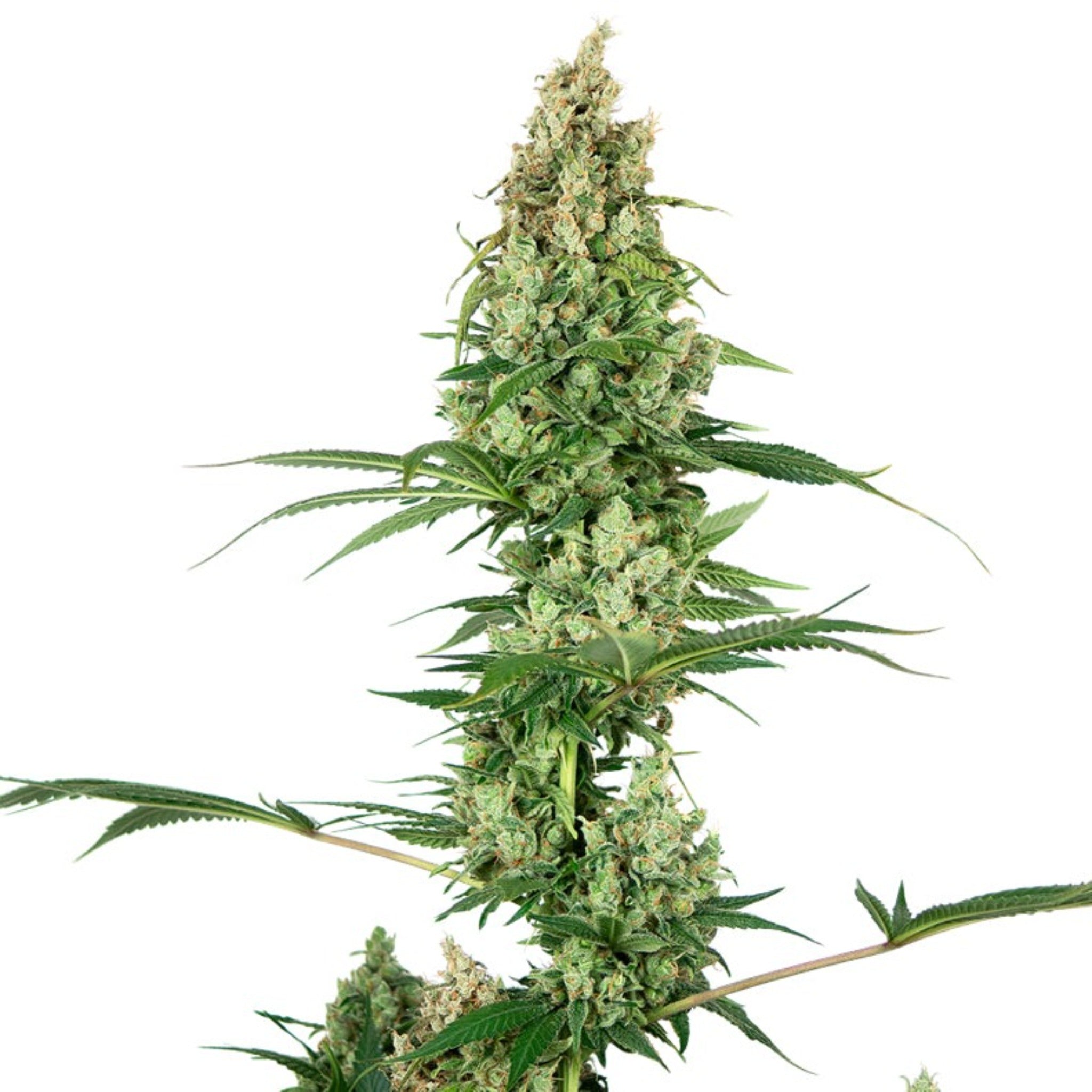 Image result for White Fire OG Feminized Seeds - Everything 420