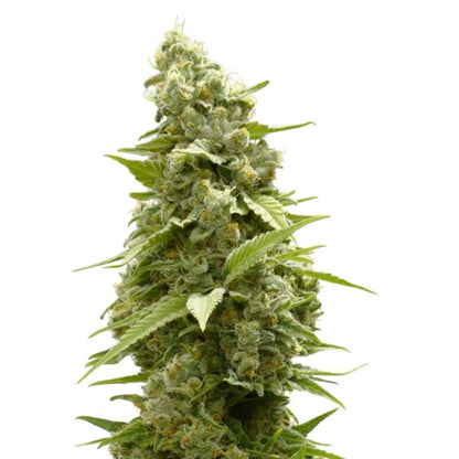 Girl Scout Cookies Autoflower Seeds