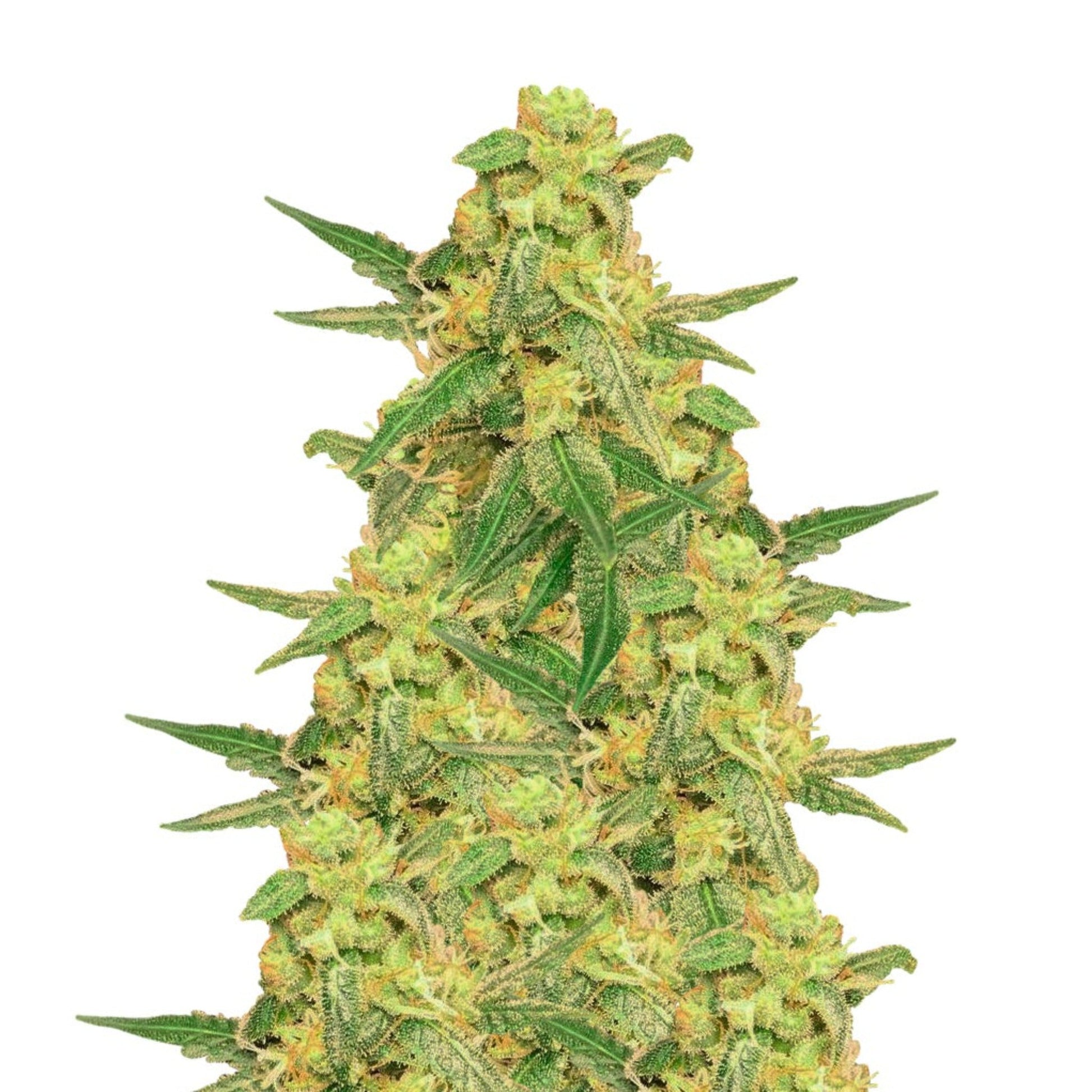 Goji OG Feminized Seeds